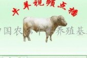 国产牛牛在线,创新游戏体验，引领休闲娱乐新潮流
